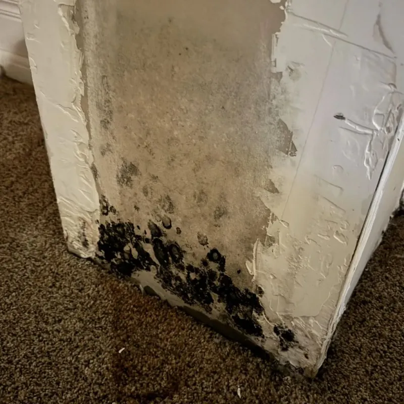 Professional Mold Removal in Hope, ME